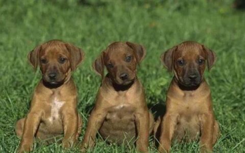 狗狗绝育的好处与坏处？狗狗绝育后怎么护理？