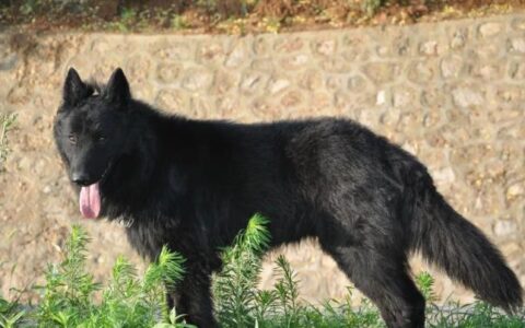 狗狗品种简介：比利时牧羊犬介绍