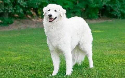 狗狗品种简介：库瓦兹犬介绍