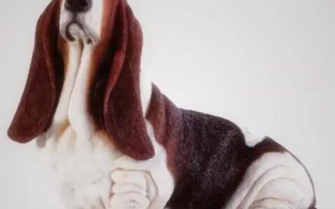 巴吉度犬的性格特征及饲养指南