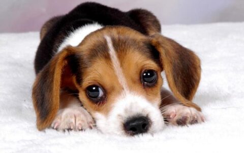 狗狗总是乱咬东西怎么办？