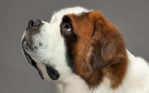 狗狗品种简介：圣伯纳犬介绍