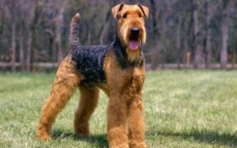 狗狗品种简介：苏格兰梗介绍