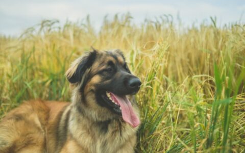 狗狗品种简介：兰波格犬介绍
