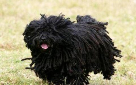 狗狗品种简介：波利犬介绍
