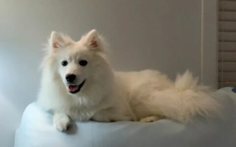 狗狗品种简介：爱斯基摩犬介绍