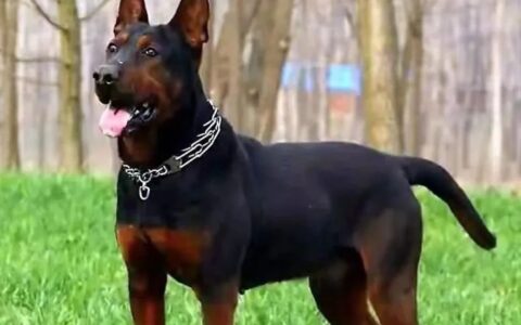 狗狗品种简介：莱州红犬介绍