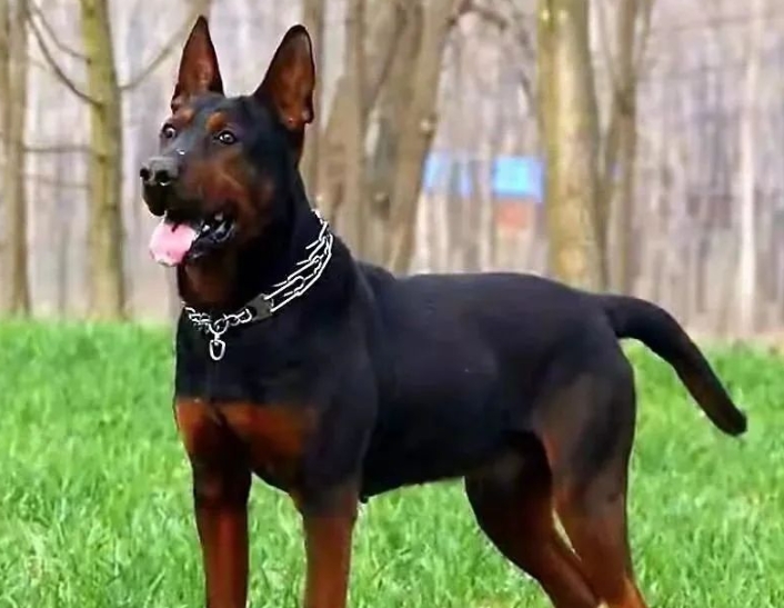 狗狗品种简介：莱州红犬介绍