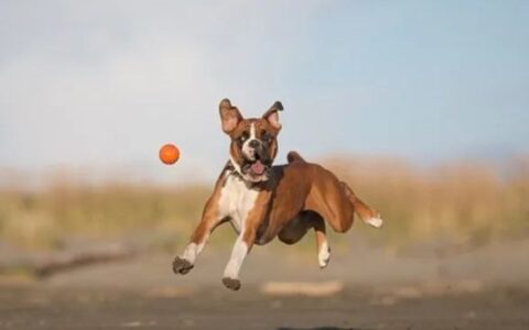 狗狗品种介绍：拳狮犬简介