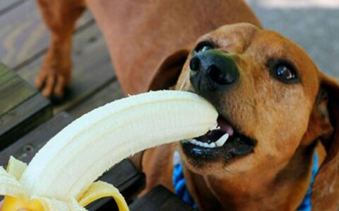 狗狗可不可以吃香蕉？