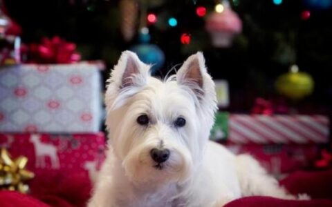 宠物狗狗护理：狗狗生病了该如何护理？