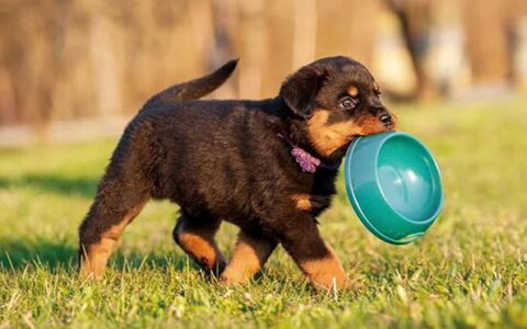 小狗不吃食？食欲大减怎么办？让毛孩子重拾食欲狂欢！