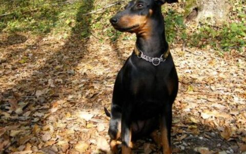 狗狗品种简介：曼彻斯特梗犬介绍