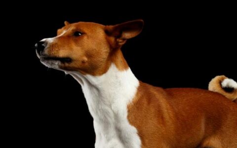 巴仙吉犬交配时要注意些什么？