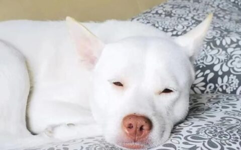 中国最猛的猎犬——下司犬