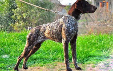 狗狗品种介绍：波音达猎犬简介