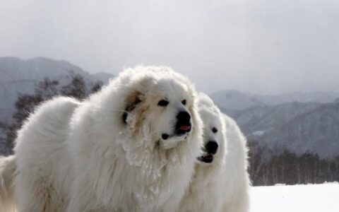 大白熊犬为何那么受欢迎，有哪些优点呢？