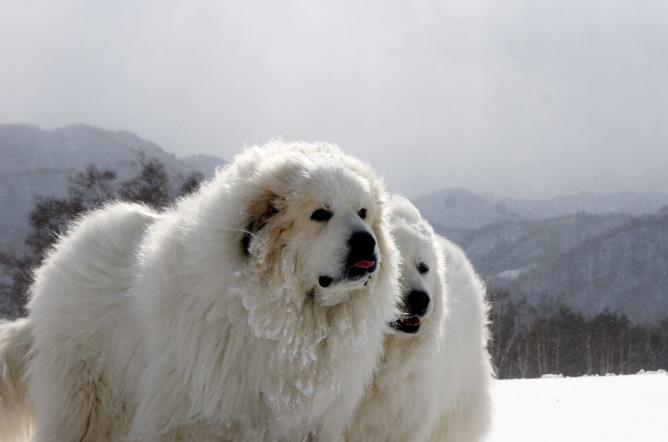 大白熊犬的主要特征有哪些？