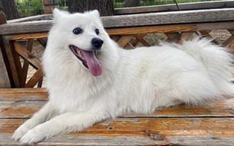 银狐犬为什么很少人养？银狐犬到底好不好养