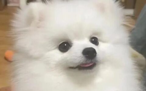 博美犬不能吃什么水果（给博美犬吃水果需要注意什么?）