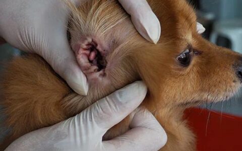 狗狗耳朵为什么会流血？