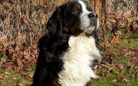 宠物狗狗疾病知识：犬腹水