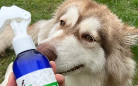 如何辨别狗狗身上有没有虫虫？