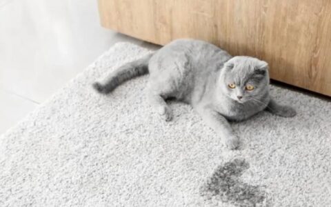 猫尿在地毯上可以用蒸汽机处理吗？