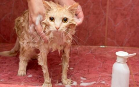 猫咪应该多久洗一次澡？