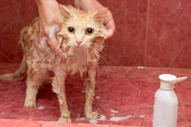 猫咪应该多久洗一次澡？