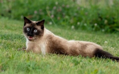 为什么猫咪比狗狗长寿？