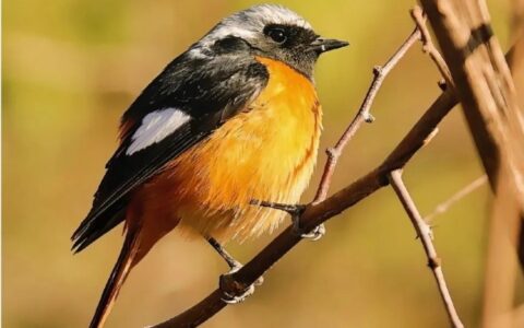 鸟类宠物简介：北红尾鸲介绍