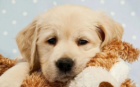 小狗狗咳嗽怎么办？