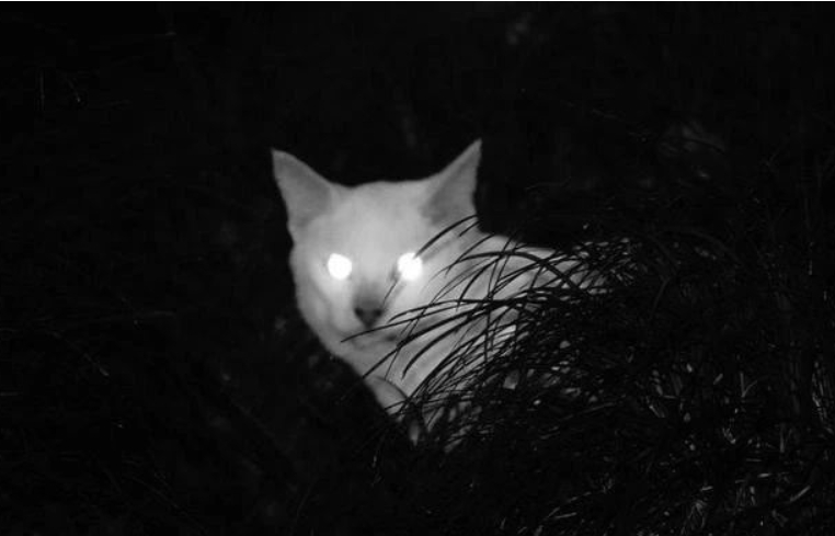 为什么猫咪的眼睛在黑暗里会发光？