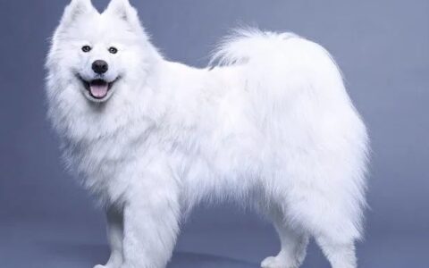 狗狗眼屎多怎么办？狗狗眼屎多的原因有哪些？