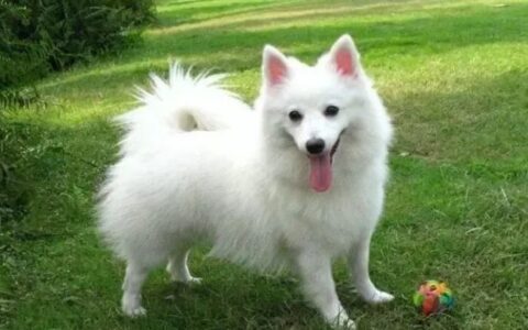 适合家养狗狗有哪些？