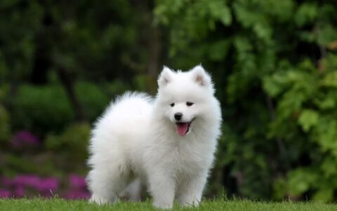 萨摩耶多少钱一只？萨摩耶适合穷养吗？