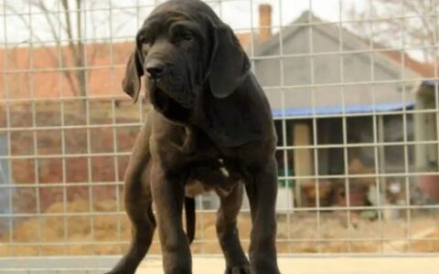 中国禁养犬种有哪些？