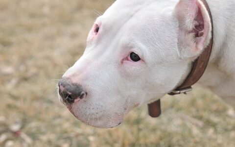 狗狗有异食癖怎么办？狗狗异食癖治疗？