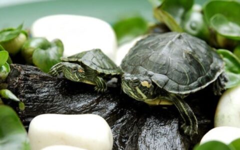 巴西龟白眼病该怎么治疗呢？