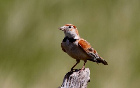 怎么辨别百灵鸟公母？