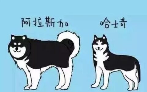 阿拉斯加犬和哈士奇该怎么区分？