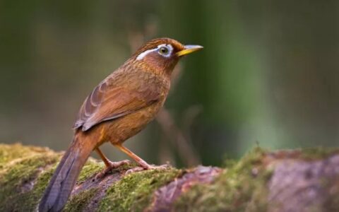 画眉鸟怎么养？画眉鸟饲养方法介绍！
