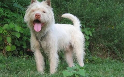 狗狗老了该怎么护理？老年犬该怎么安度晚年？