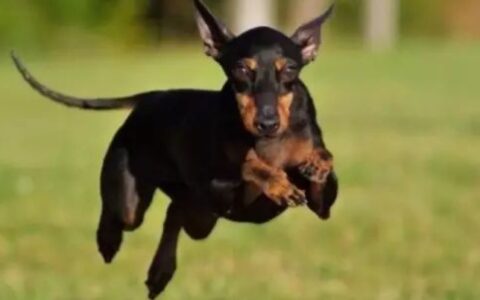 梗类犬大合集，你都知道这些犬吗？