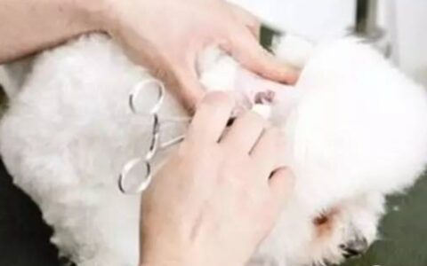 宠物护理：如何护理狗狗的耳朵？