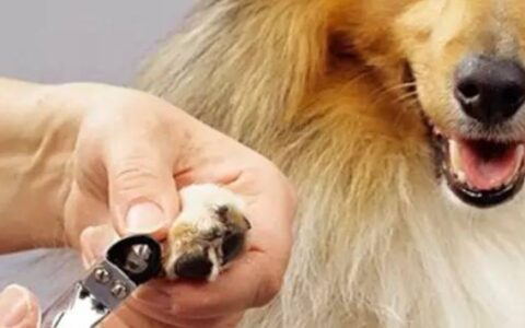 宠物狗狗护理：狗狗脚趾的预防和护理