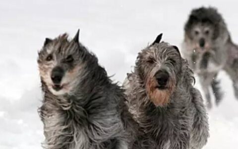 狗狗品种介绍：爱尔兰猎狼犬简介