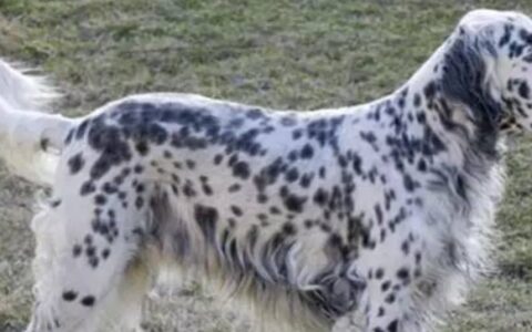 英格兰雪达犬（英国塞特犬）的品种选购与驯养