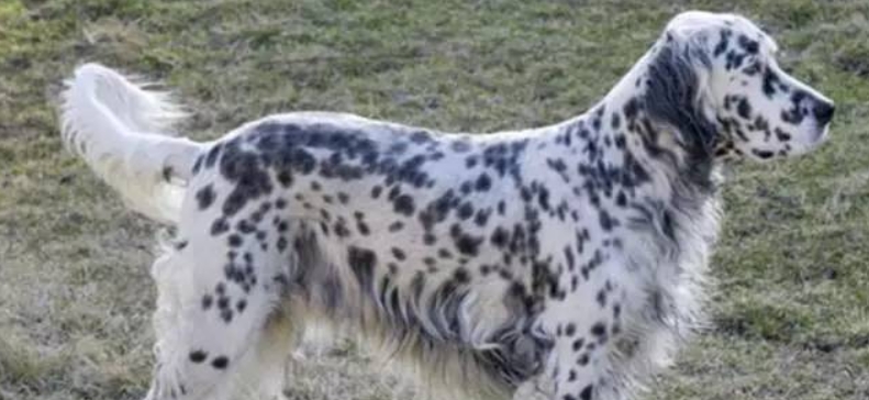 英格兰雪达犬（英国塞特犬）的品种选购与驯养